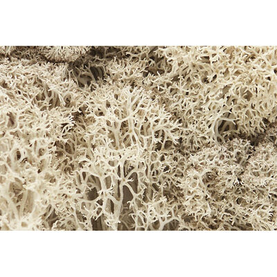 Lichen Bag, Natural/82 cu. in. Lichen Bag, Natural/82 cu. in.