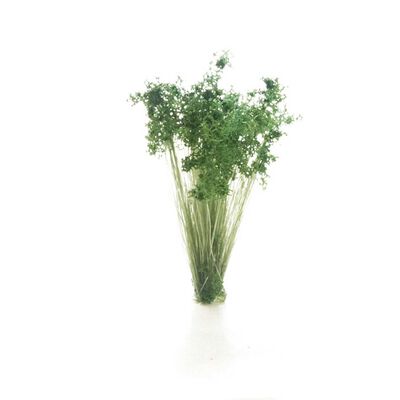 Dark Green Shrubs Tufts Dark Green Shrubs Tufts